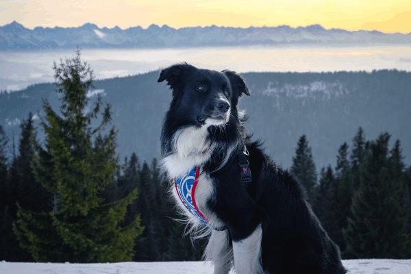 Top Dog in Exporting