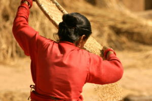 A Nepalese woman farmer is turned away from the camera and working to harvest rice.