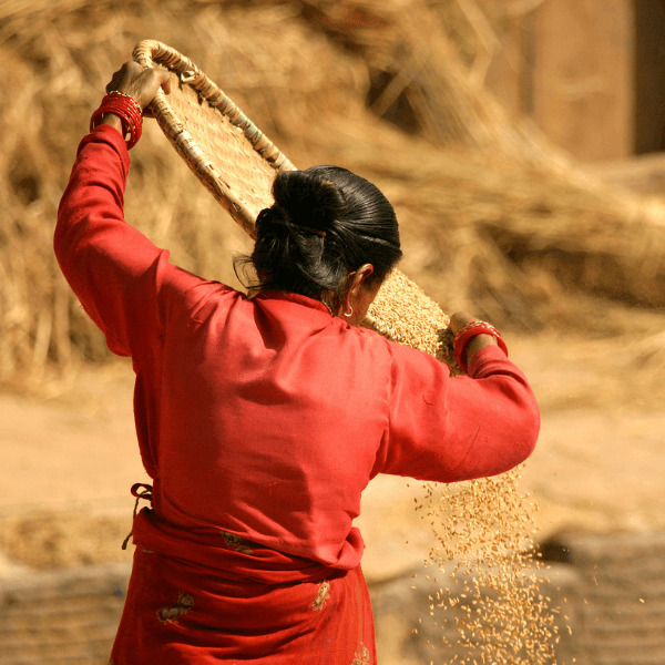 A Nepalese woman farmer is turned away from the camera and working to harvest rice.