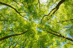 Trees A view looking up from below a cluster of lush green trees in a forest.