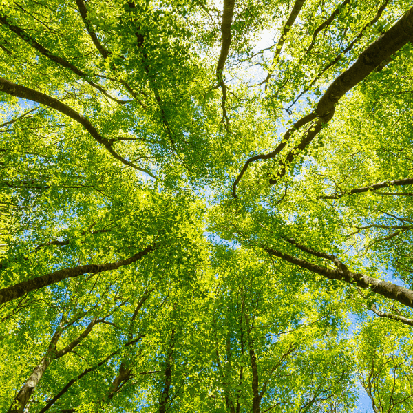 A view looking up from below a cluster of lush green trees in a forest.