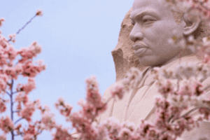 The Martin Luther King Jr. Memorial statue in Washington DC, from the side, framed by cherry blossom tree blooms.